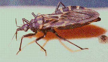 assbug.gif (26587 bytes)